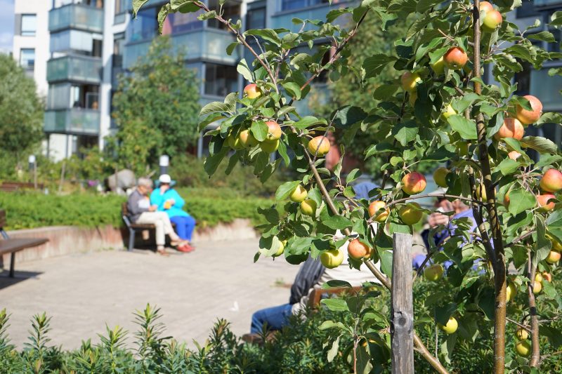 Kesäinen puisto, jossa taustalla ihmisiä penkillä, etualalla omenapuu.