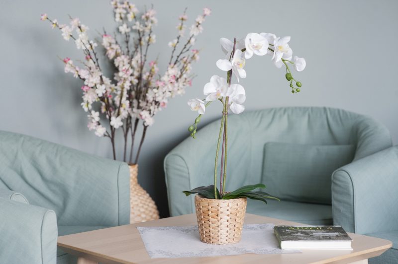 Kaksi vaaleansinistä nojatuolia, joiden edustalla sohvapöytä. Pöydällä on valkoinen orkidea, taustalla näkyy myös kukkapuska rottinkisessa maljakossa.