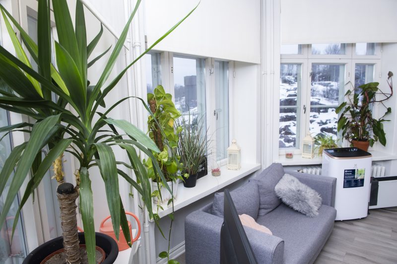 Sisäkuva Saarnituvan yhteistilasta.Kuvassa näkyy ikkunalaudoilla olevia viherkasveja, harmaa sohva sekä sen vieressä oleva ilmanpuhdistaja.