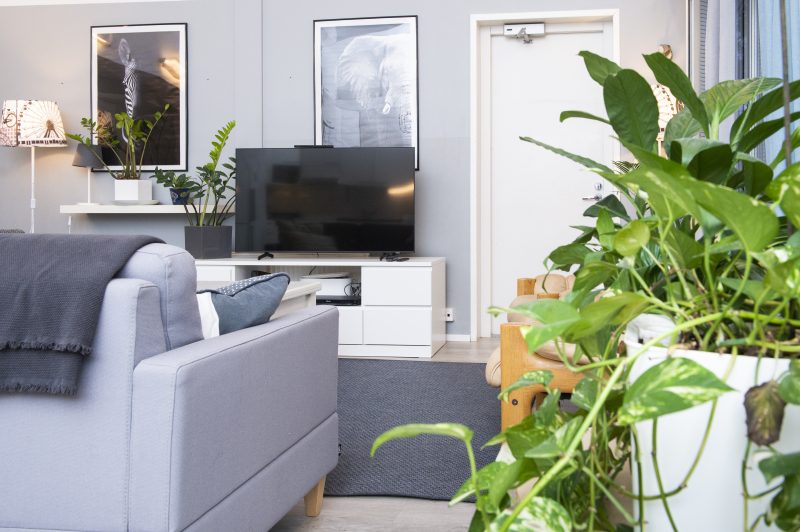 Kuva olohuoneesta, jossa edustalla viherkasvi, takana näkyy tv-taso ja televisio.