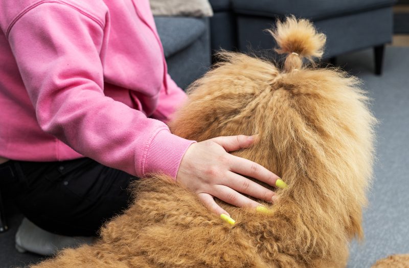 Pinkkiin paitaan sonnustautunut ihminen silittää ruskeaa koiraa, ihmisestä näkyy vain käsivarsi.