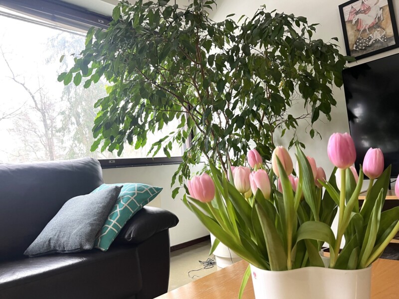 Tulppaaneja olohuoneen pöydällä.