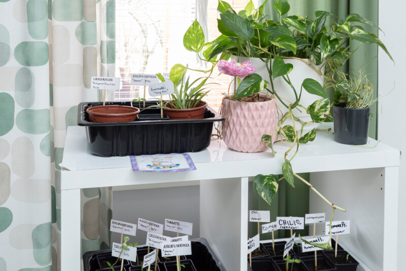 Valkoisella hyllyllä viherkasveja sekä erilaisia hyötykasveja itämässä.